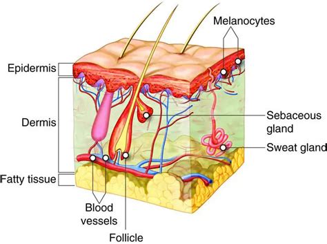 Integumentary system diagram