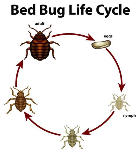 Bed Bugs Life Cycle Diagram