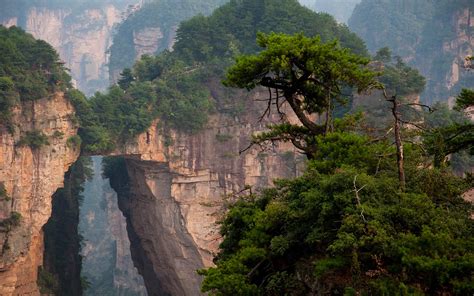 Download Tree Mountain China Landscape Nature Zhangjiajie National ...