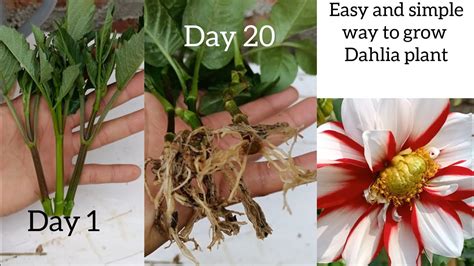 How to grow dahlia flower | Dahlia Propagation from cuttings | how to grow dahlia from cutting ...