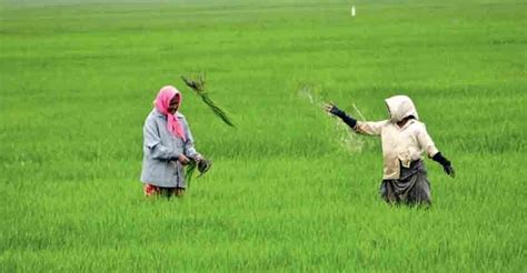 Kerala lost 6.25 lakh hectares of paddy land in 30 years, 2.05 lakh ha ...