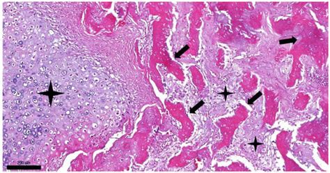 Veterinary Sciences | Free Full-Text | In Situ Hybridization of Feline Leukemia Virus in a Case ...