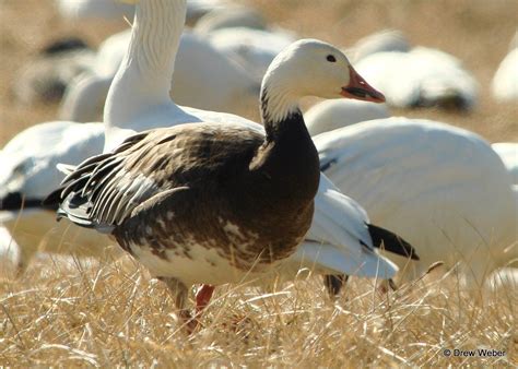 "Blue" Goose, Snow Goose blue phase. www.nemesisbird | Bird life list, Snow goose, List of birds