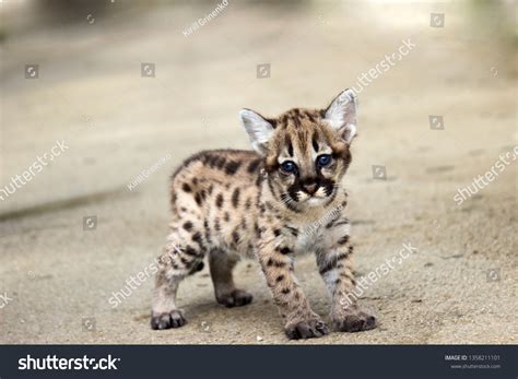 292 Puma puma concolor cub Images, Stock Photos & Vectors | Shutterstock