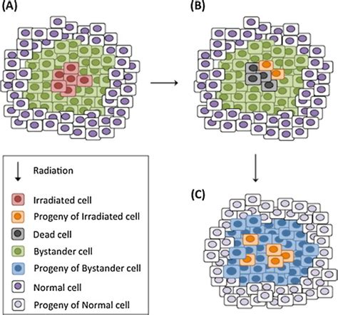 Model for delayed radiation effects and accelerated aging following... | Download Scientific Diagram