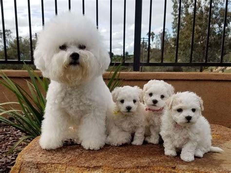 Le razze di cani più piccoli al mondo: dei cuccioletti davvero adorabili