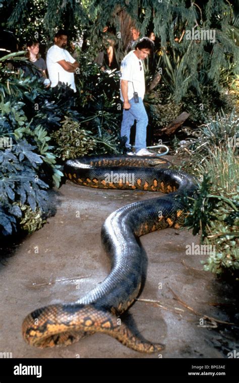 ANACONDA & SNAKE ANACONDA (1997 Stock Photo, Royalty Free Image: 31086678 - Alamy