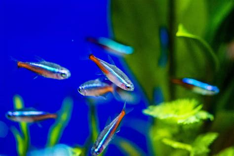 20 Neon Tetra Tank Mates – All the Information You’ll Need!