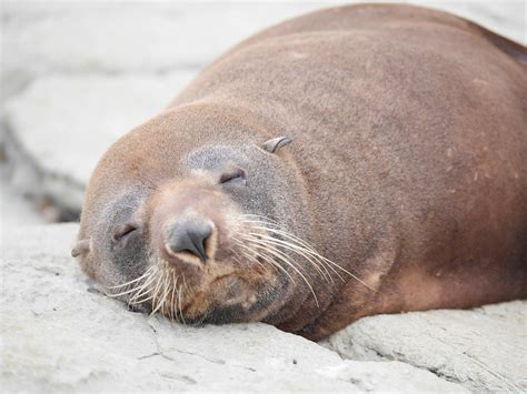 Sea lion,new zealand,kaikoura,happy,beach - free image from needpix.com