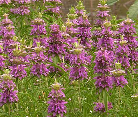 Lemon Mint Bee Balm Bulk Seeds - Monarda Citriodora