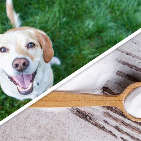 15 Clever Pet Products You Can Make at Home | The Family Handyman