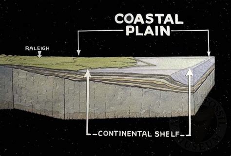 Coastal Plain of North Carolina | Aurora Fossil Museum