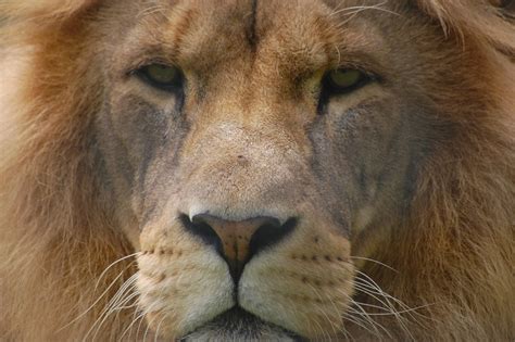 Linton Zoo: Lion | Lion at Linton Zoo | Chris Humphries | Flickr