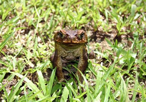 Cane toad stock photo. Image of habitat, caribbean, barbados - 5190668