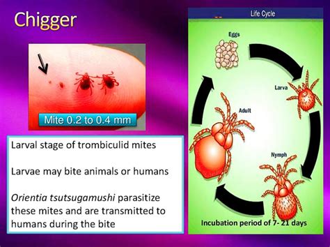 Beware of chiggers when sweeping tombs or hiking 恙蟲潮來了！掃墓、踏青要注意防蟲 - Taipei Times