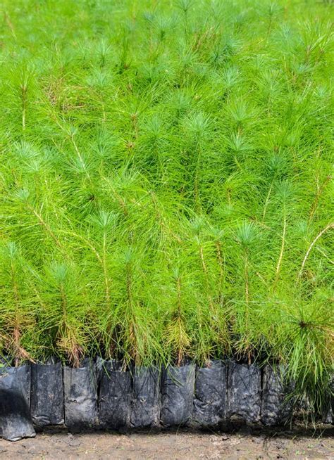 Pine tree seedlings stock photo. Image of seedling, plantation - 69232894