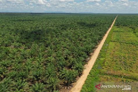 Petani swadaya kuasai 6,72 juta hektare lahan sawit Indonesia - ANTARA News Aceh