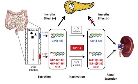 gastric inhibitory polypeptide receptor | Semantic Scholar