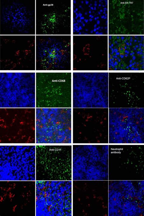 CD11c Antibody (Monoclonal, N418)