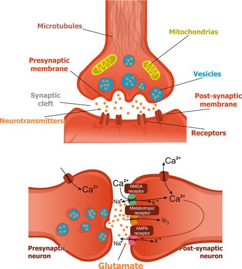 Glutamate: The Primary Excitatory Neurotransmitter | Sanesco Health