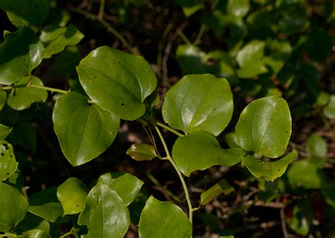 Maryland Biodiversity Project - Common Greenbrier (Smilax rotundifolia)