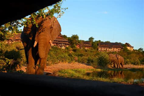 Victoria Falls Safari Lodge - African Welcome Safaris