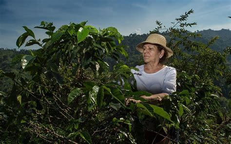 3 Coffee Harvesting Methods Explained (With Pictures) | Coffee Affection