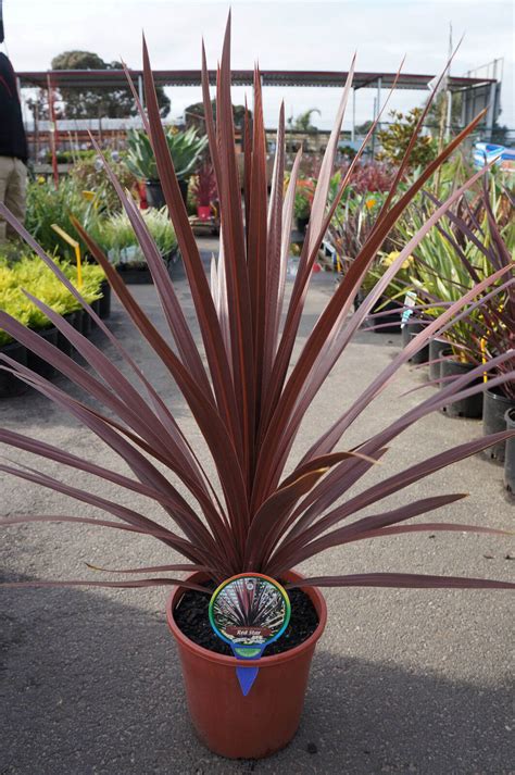 Cordyline Red Star - Westlake Nursery