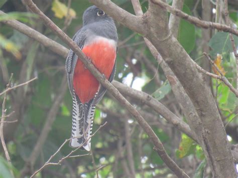 Blue-crowned Trogon, , female. near Aquidauana River, Posa… | Flickr