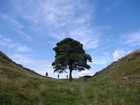 The Robin Hood Tree near Hadrians Wall in Northumberland | Hadrians wall, Natural landmarks ...