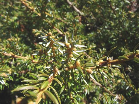 Juniperus communis (common juniper): Go Botany