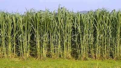 Bajra Napier | Bajra Crop Information