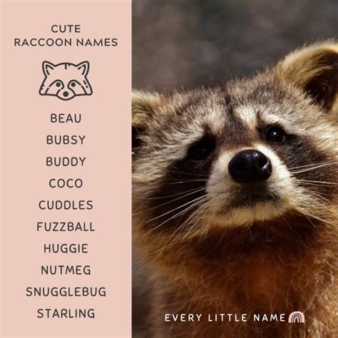 160+ Best Raccoon Names (Cool, Funny, and Cute) - Every Little Name