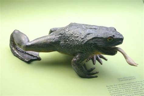 Goliath frog: characteristics, habitat, feeding and reproduction