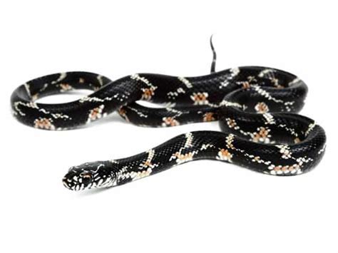 Eastern Kingsnake (Lampropeltis getula) - ReptileTalk NET