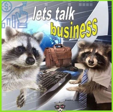 Funny Profile Pictures, Funny Reaction Pictures, Funny Photos, Baby Raccoon, Cute Raccoon ...