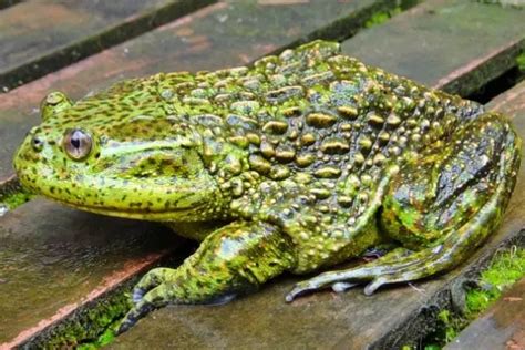 Top 10+ Largest Amphibians In The World (Biggest Amphibians 2023)