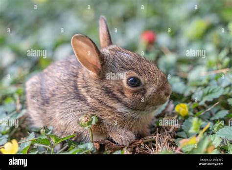 Spring Eastern Cottontail baby bunny (Sylvilagus floridanus) leaves it’s nest for the first time ...