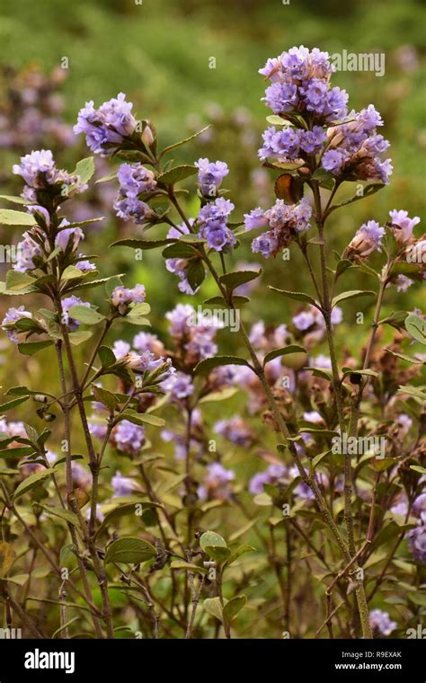 Neelakurinji Flowers that bloom once in 12 years, Eravikulam National ...