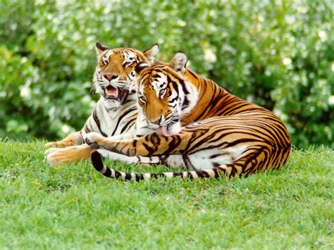 Dhivyan: 19 tigers found at Sathyamangalam forest