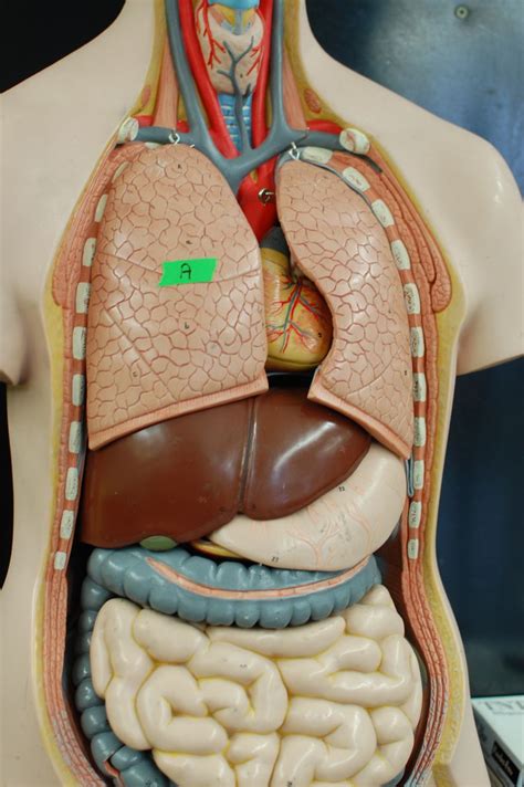 Human Anatomy Lab: The Digestive System