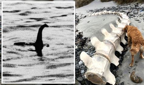 Nessie dead? Scot shares image of huge skeleton found on South Uist beach - ARCHALIEN.TV