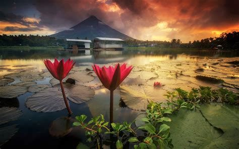 Download wallpapers Mayon Volcano, water lilies, sunset, Mount Mayon, lake, stratovolcano ...