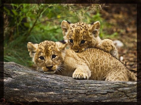 Beautiful Photos of Lion Cubs You Must Not Miss - Utterly Cute Yet Dangerous From Youth