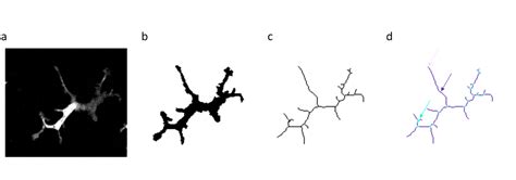 Skeletonization – Image Analysis Training Resources