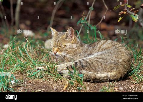 European wild cat Stock Photo - Alamy