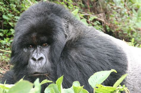 7 Days Explore Rwanda Safari | Rwanda wildlife Safaris Tours | Rwanda