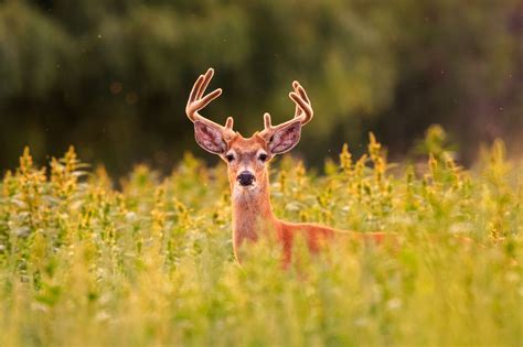 Digital Nature Photography: Montana Wildlife Photography