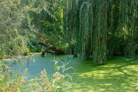 Growing In Low Light Ponds: What Are Some Shade-Tolerant Pond Plants