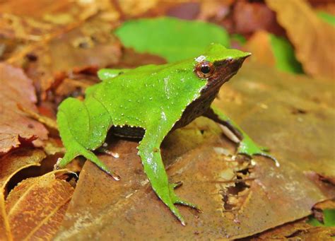 Andrés Cristian Valenzuela Sánchez - Leaping Into Action: Research and Mitigation against ...